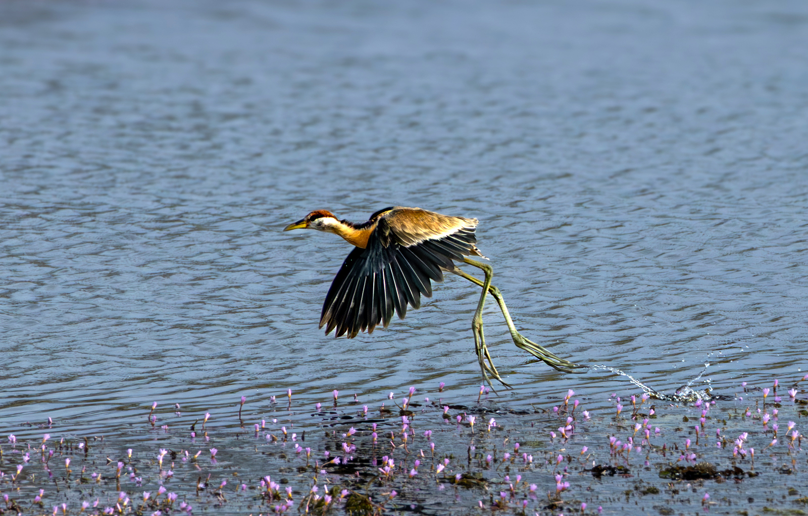 Bronze-winged Jacana (Metopidius indicus), photo 2