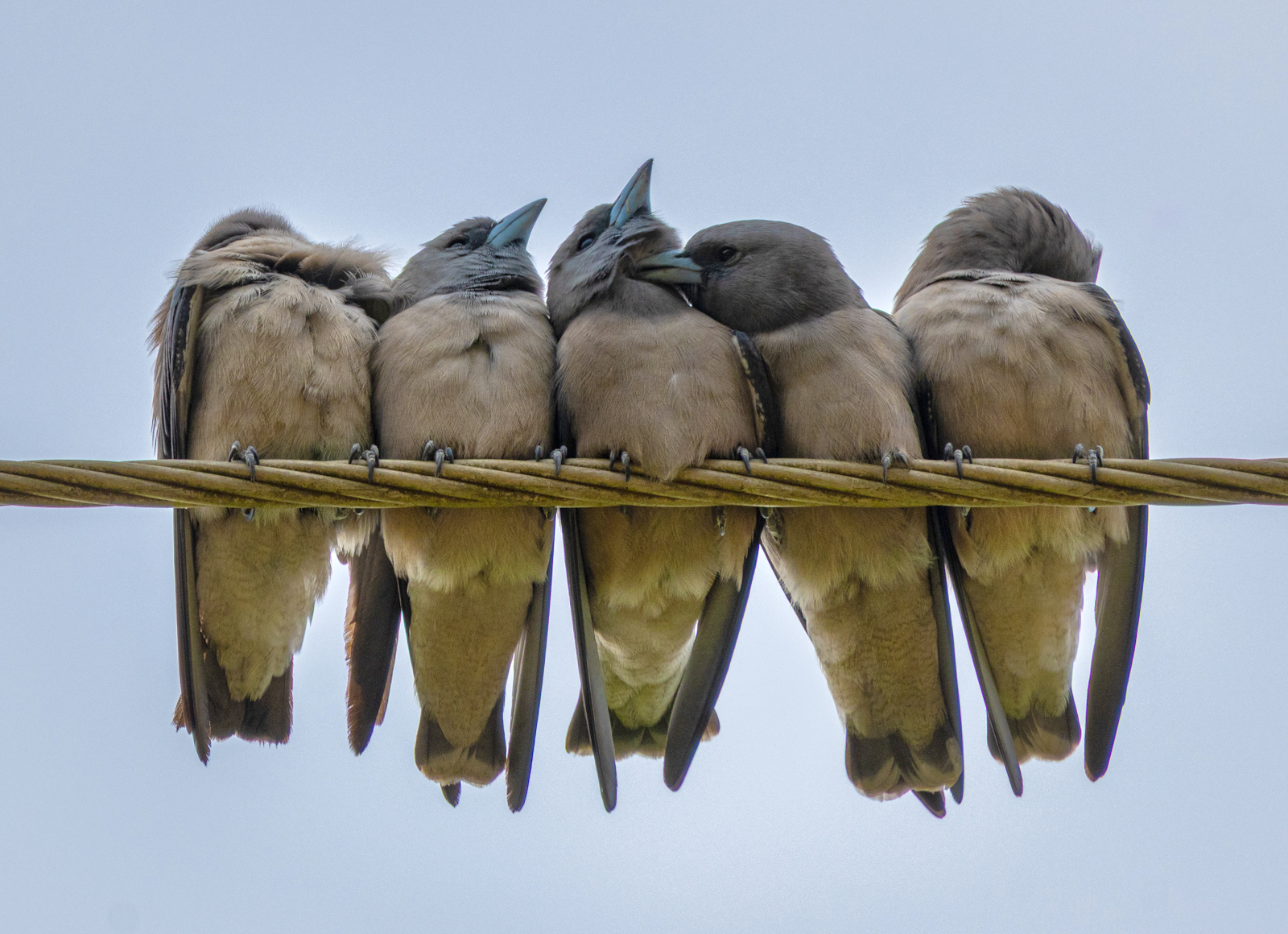 Ashy Woodswallow (Artamus fuscus), photo 1