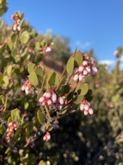 Arctostaphylos myrtifolia