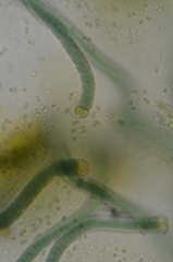 Cyanophyceae