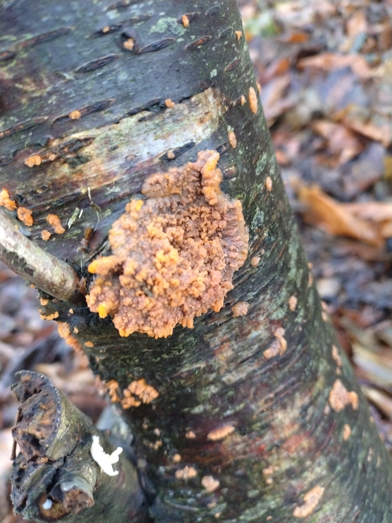 Phlebia radiata · January 2026 · photo: © chrisprocter (iNaturalist, cc-by)