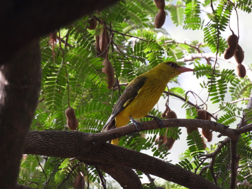 Black-naped Oriole