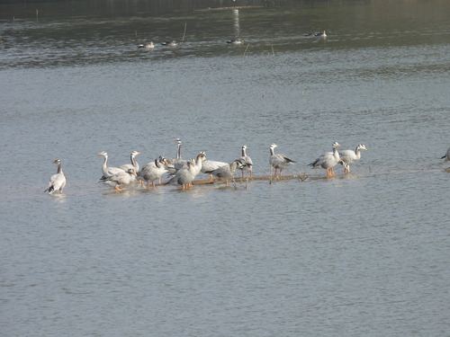 Bar-headed Goose