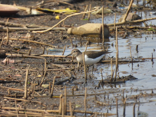 Common Sandpiper