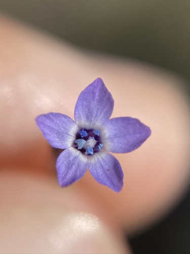 Little gilia (Gilia minor)