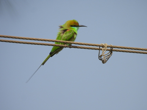 Asian Green Bee-eater