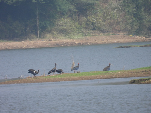 Red-naped Ibis