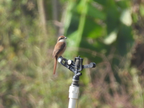 Brown Shrike