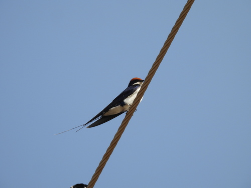 Wire-tailed Swallow