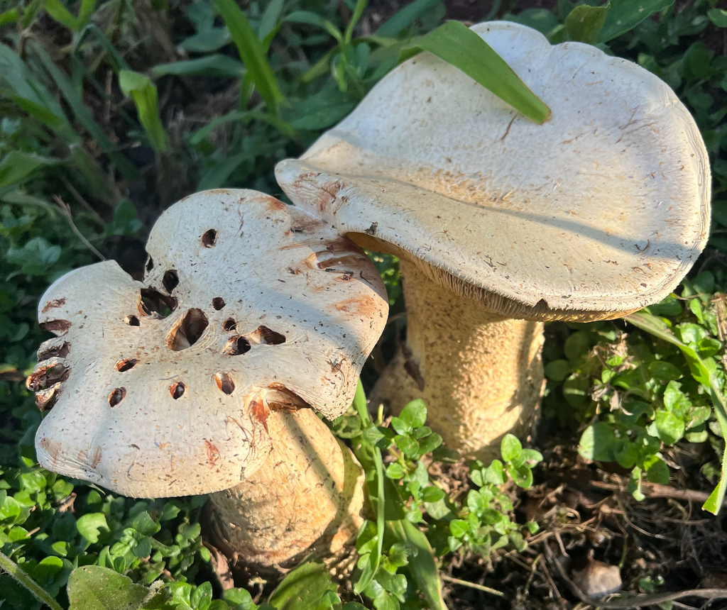Macrocybe titans · November 2025 · photo: © vincent_mia_edie_verheyen (iNaturalist, cc-by)