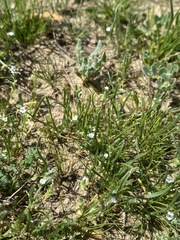 Pectocarya penicillata
