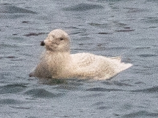 Glaucous Gull (Larus hyperboreus), photo 8