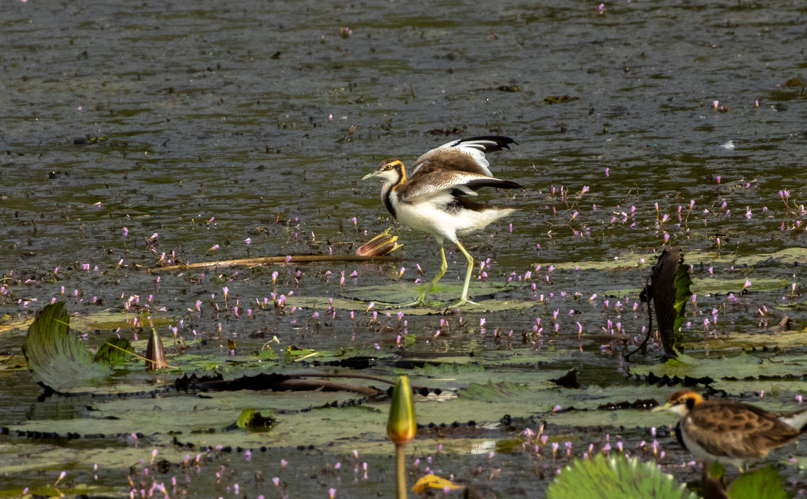 Pheasant-tailed Jacana (Hydrophasianus chirurgus), photo 2