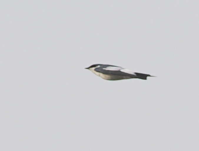 White-winged Swallow (Tachycineta albiventer), photo 3
