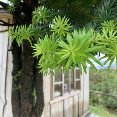 Podocarpus nubigenus