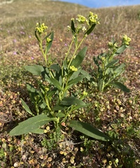 Lepidium jaredii album