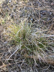 Carex xerophila