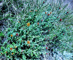 Helichrysum odoratissimum