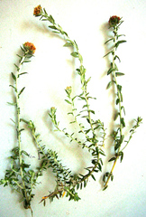 Helichrysum odoratissimum