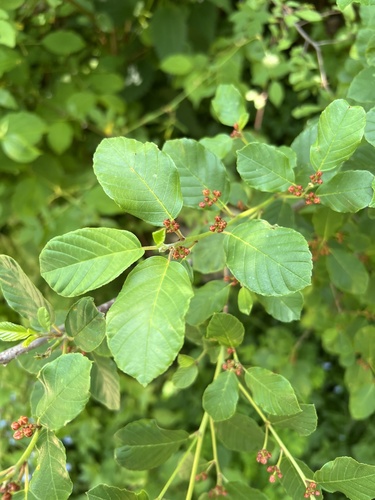 Rock buckthorn (Frangula rupestris)
