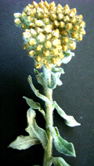 Helichrysum odoratissimum