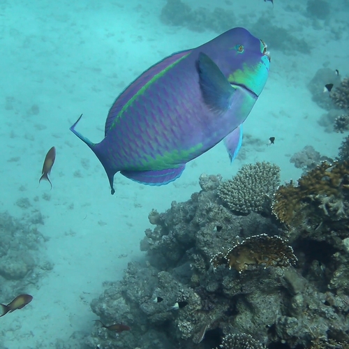 Steephead Parrotfish — seen at this dive site