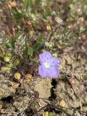 Phacelia ciliata ciliata
