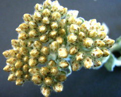 Helichrysum odoratissimum