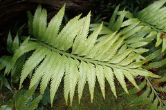 Asplenium scleroprium