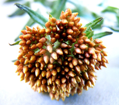 Helichrysum odoratissimum