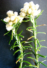 Helichrysum teretifolium