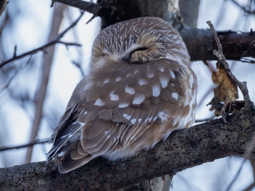 Northern Saw-whet Owl observed by detroitredwinged