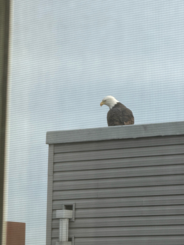 Bald Eagle photographed in Pennsylvania