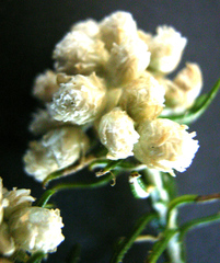 Helichrysum teretifolium