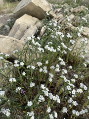 Cryptantha oxygona