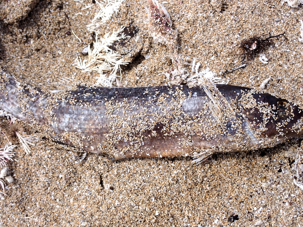 Herring Cale from Shell Beach, Inneston SA, Australia on January 9 ...