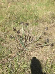 Sisyrinchium palmifolium