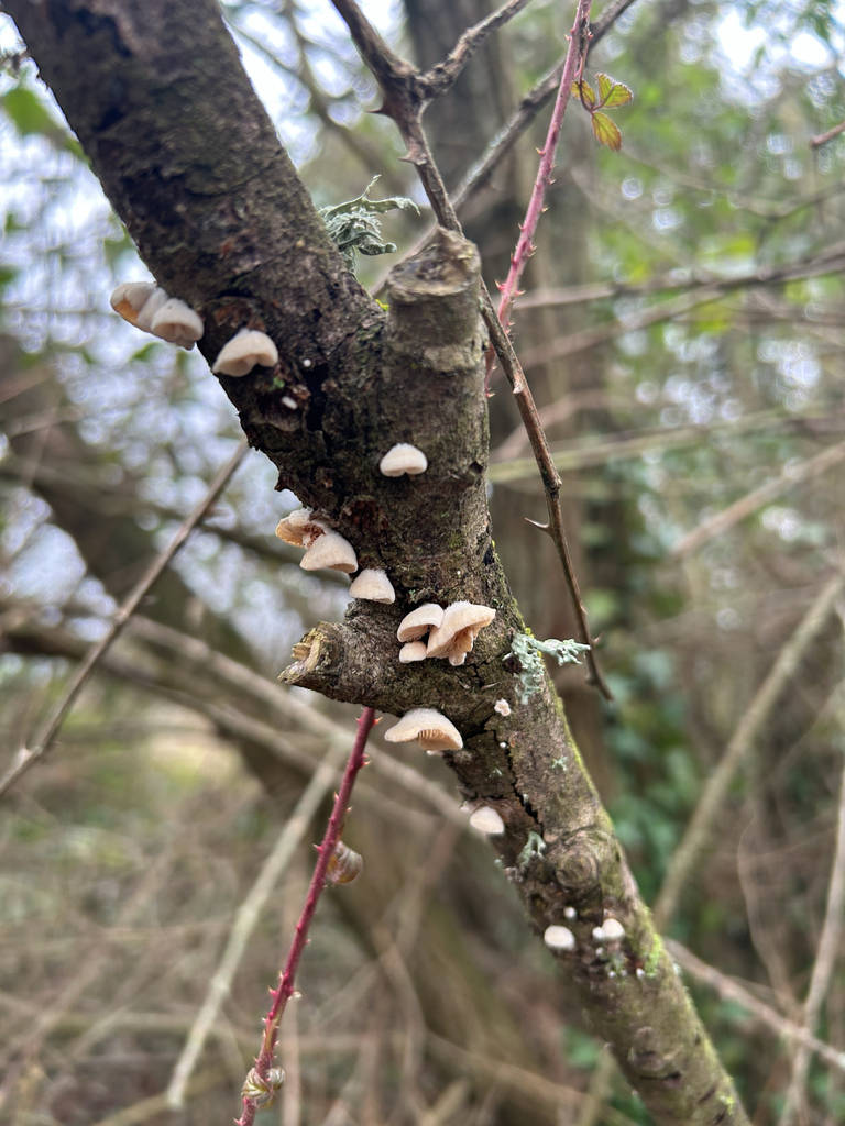 Crepidotus · January 2026 · photo: © eden_davey (iNaturalist, cc-by)