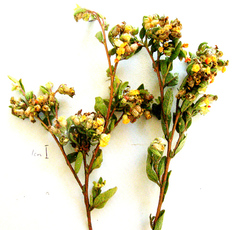 Hermannia salviifolia