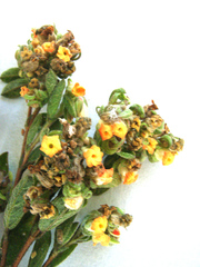 Hermannia salviifolia