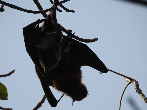 Indian Flying Fox