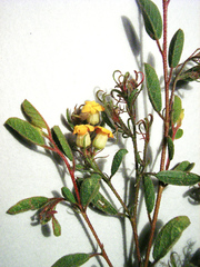 Hermannia salviifolia
