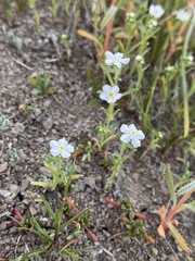 Cryptantha oxygona
