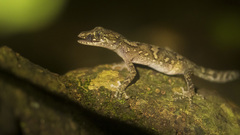 Mayotte Ground Gecko photo 2