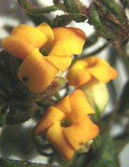 Hermannia salviifolia