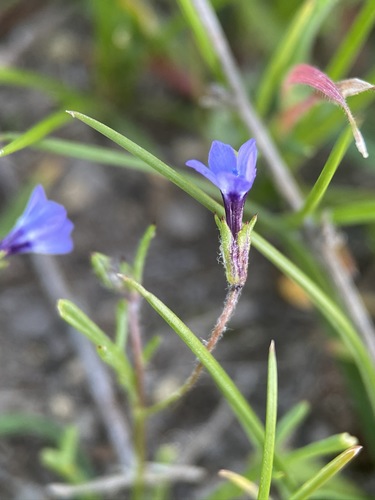 Little gilia (Gilia minor)