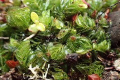 Hymenophyllum minimum