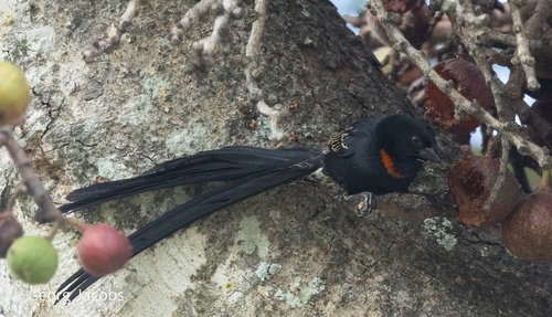 Red-collared Widowbird