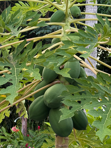 Papaya (Carica papaya)