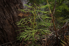 Dense Clubmoss (Lycopodium deuterodensum)